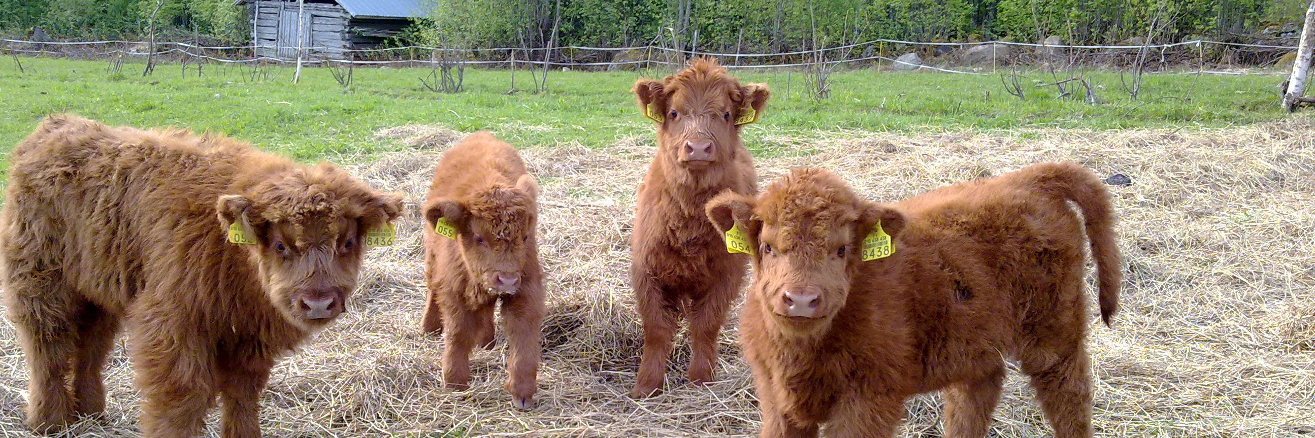 Highland Cattle of Saarela banner