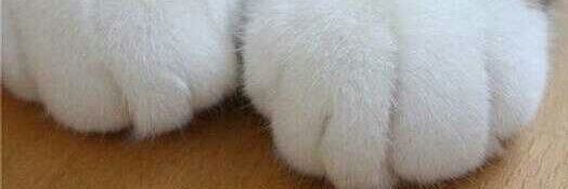 chiharu_0218's profile banner image