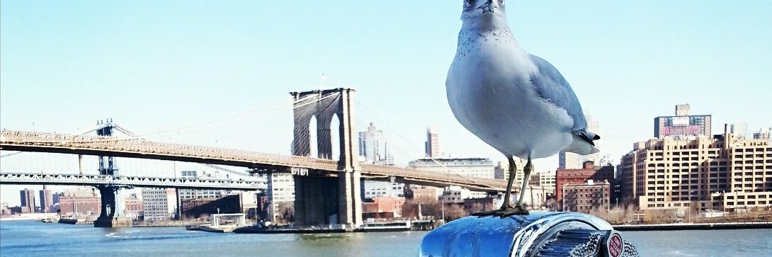 meloraisawesome's profile banner image