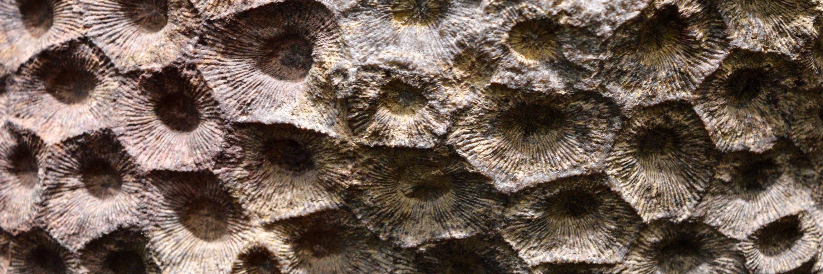 Palaeo Scene banner