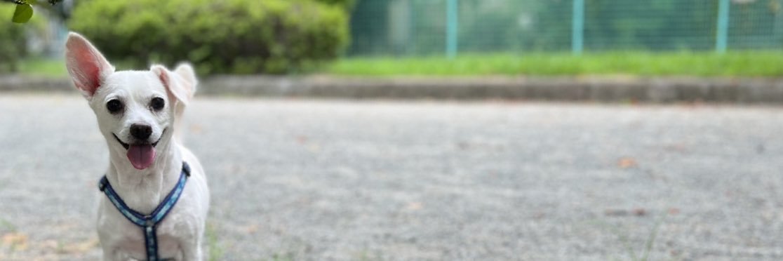 抜け殻ちゃん( 'ㅂ')ﾋｯ banner