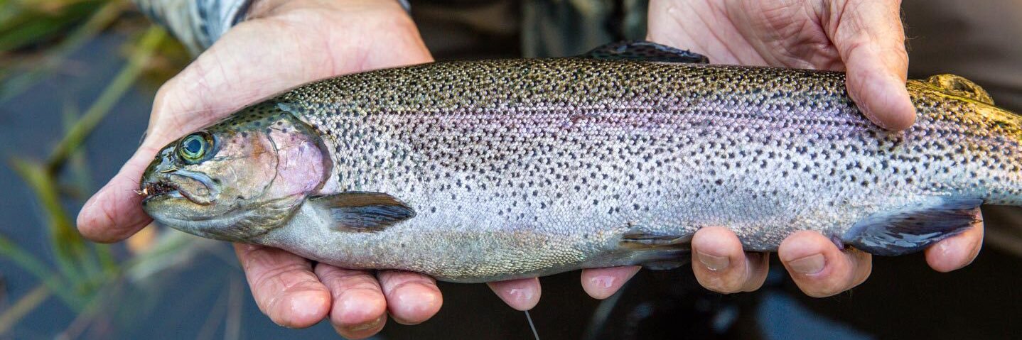 cooltrout's profile banner image