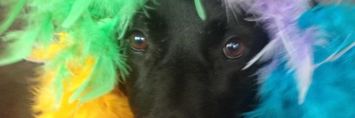 Princess_Jules's profile banner image