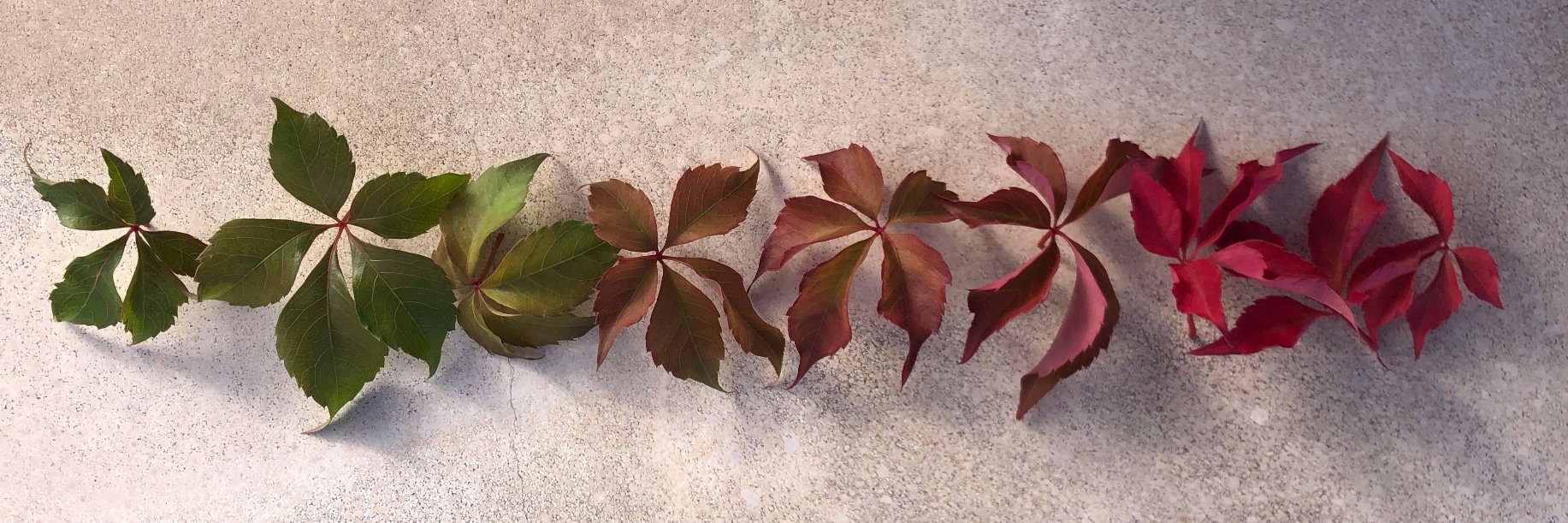 Débora Domingo-Calabuig banner