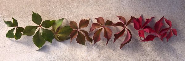 ddc_72 Profile Banner