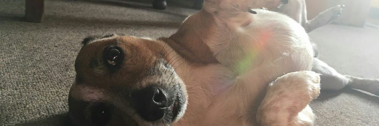 Pedal to the Metal banner