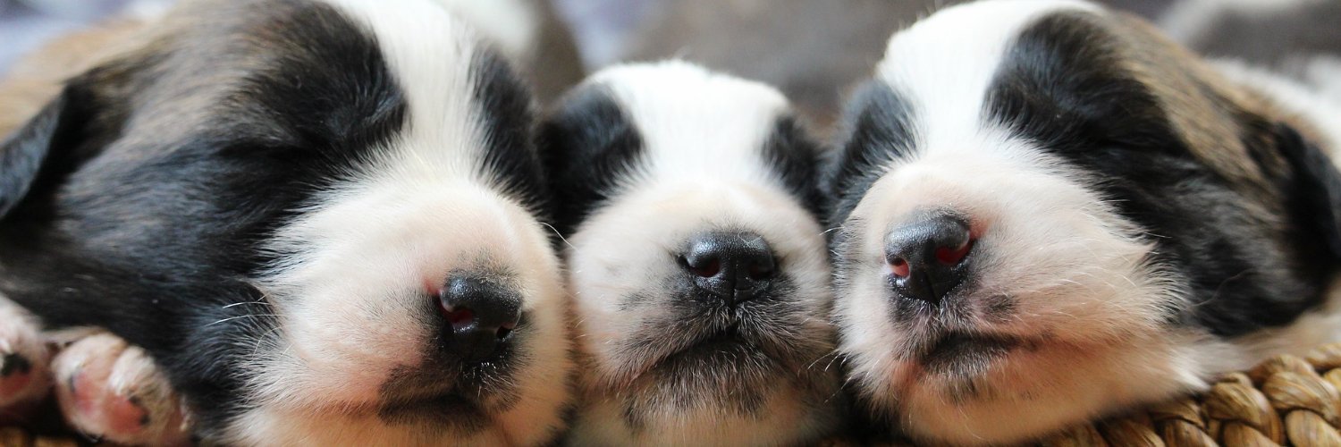 paratuperro's profile banner image
