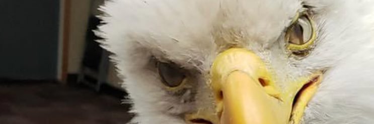 🤬🇺🇸offensive🇺🇸 banner