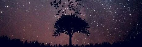Bee_Monet_'s profile banner image
