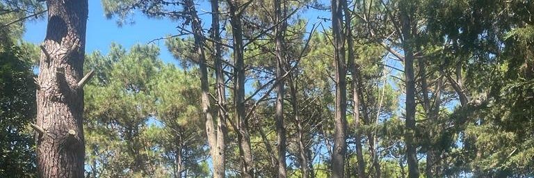 Alberto Fernández Comedi ⭐️⭐️⭐️ banner