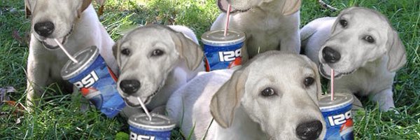 fergamitee Profile Banner
