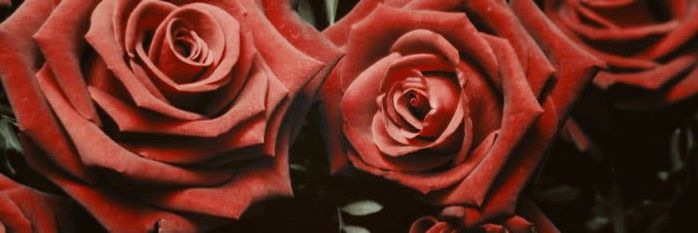 ◯ Ꮢɪɴɢғɪɴɢᴇʀ Ꮮᴇᴏɴʜᴀʀᴅ banner