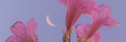 AlexndraRae's profile banner image