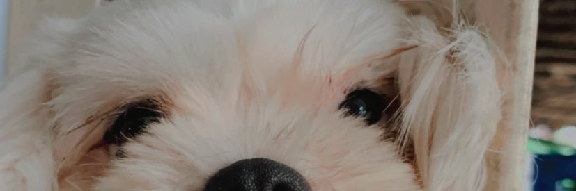 pingspigs's profile banner image
