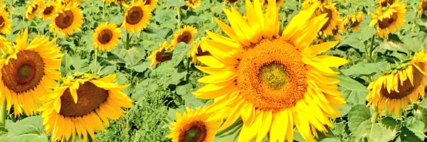 JennyPickerill Profile Banner