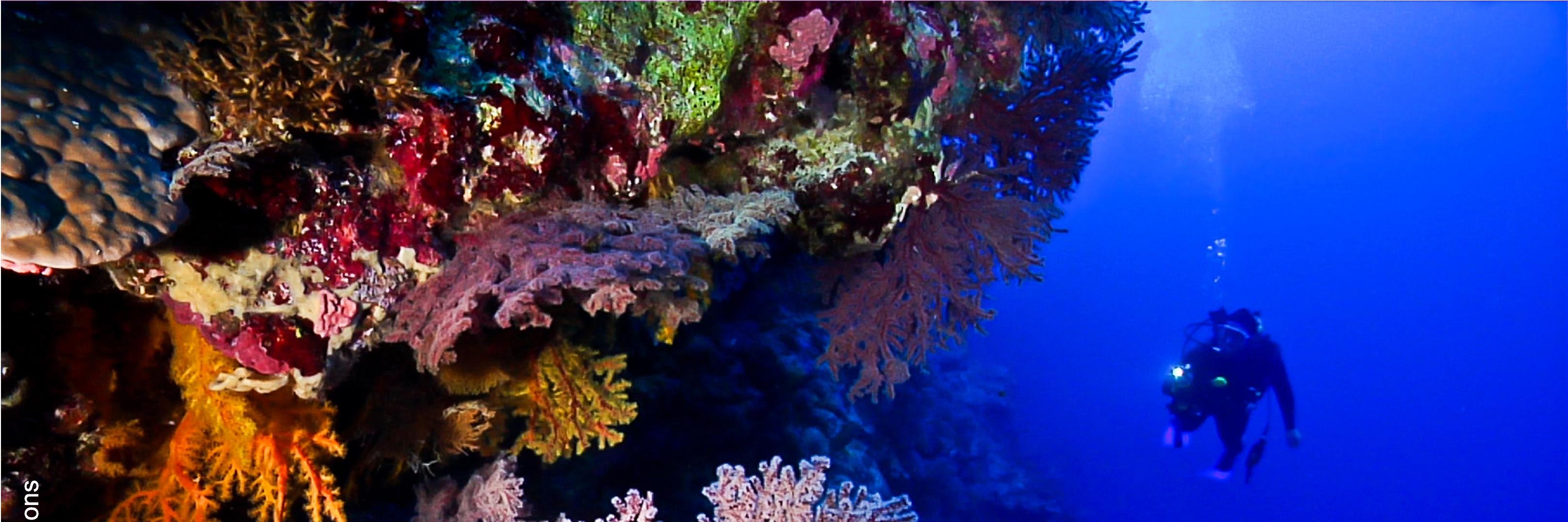 protectcoralsea's profile banner image