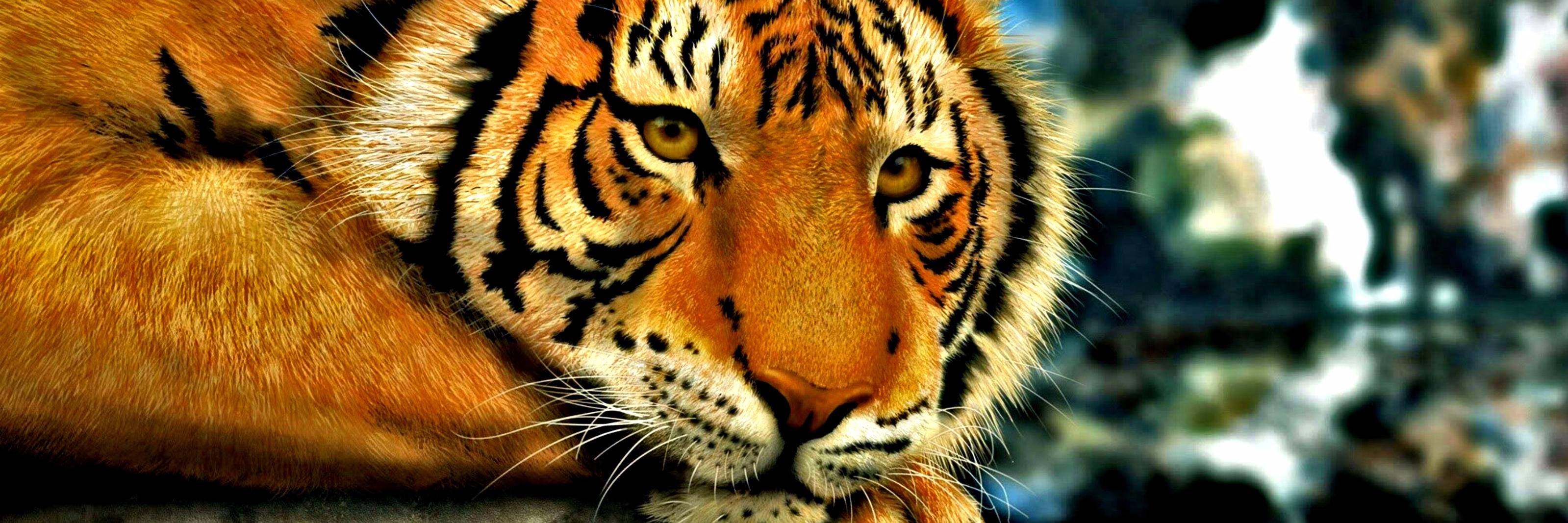 AlexandarRexton's profile banner image
