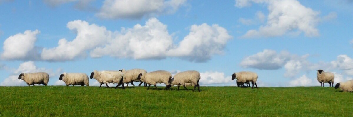 TeamSheep_UK's profile banner image