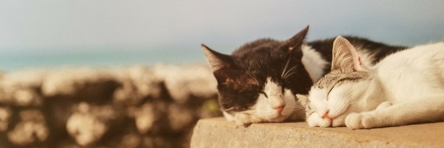 치즈냥 호두🐱's banner