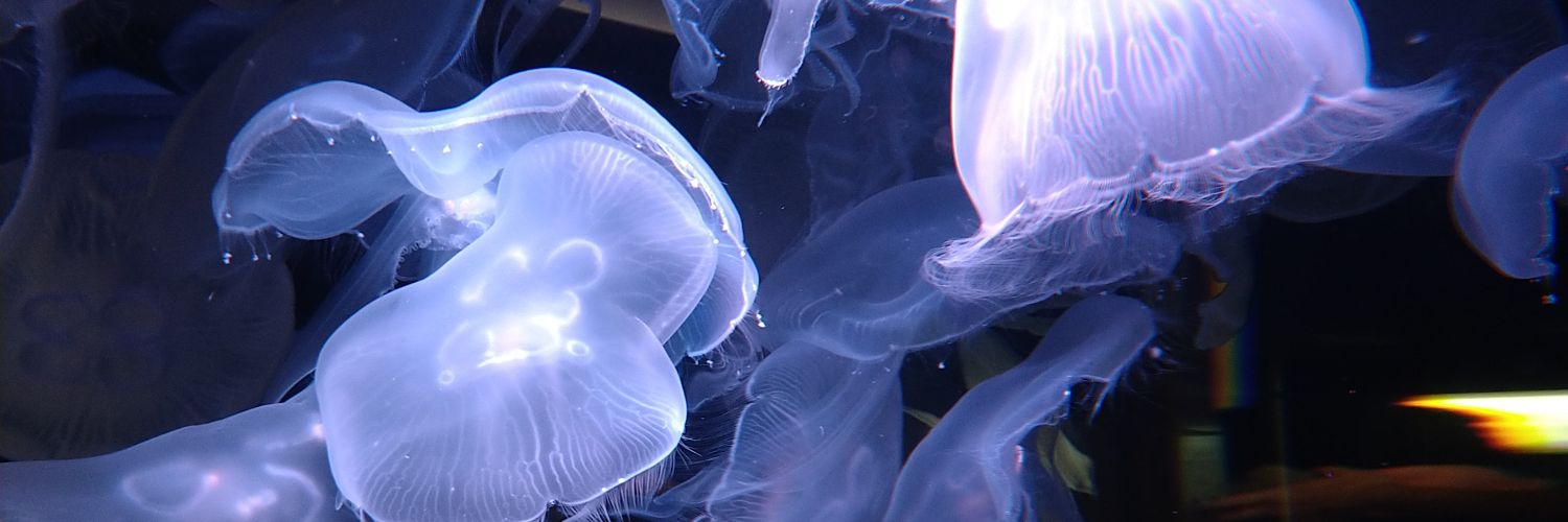 リーニョ48 banner