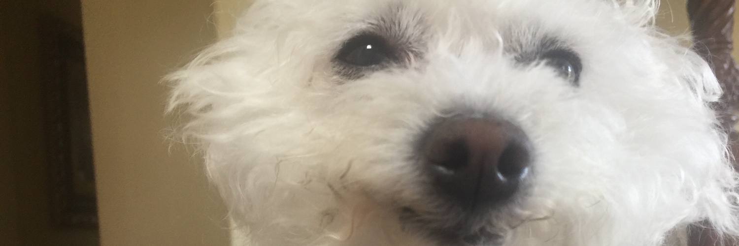 aussiebear09's profile banner image