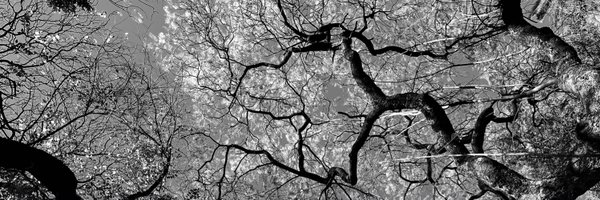 _Talavera Profile Banner