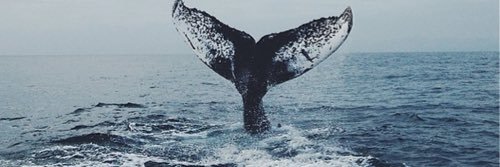 nanycosta_'s profile banner image