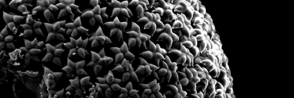 Systematic Biology Programme banner