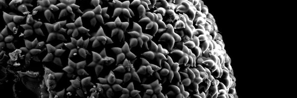 SystBio_UU Profile Banner