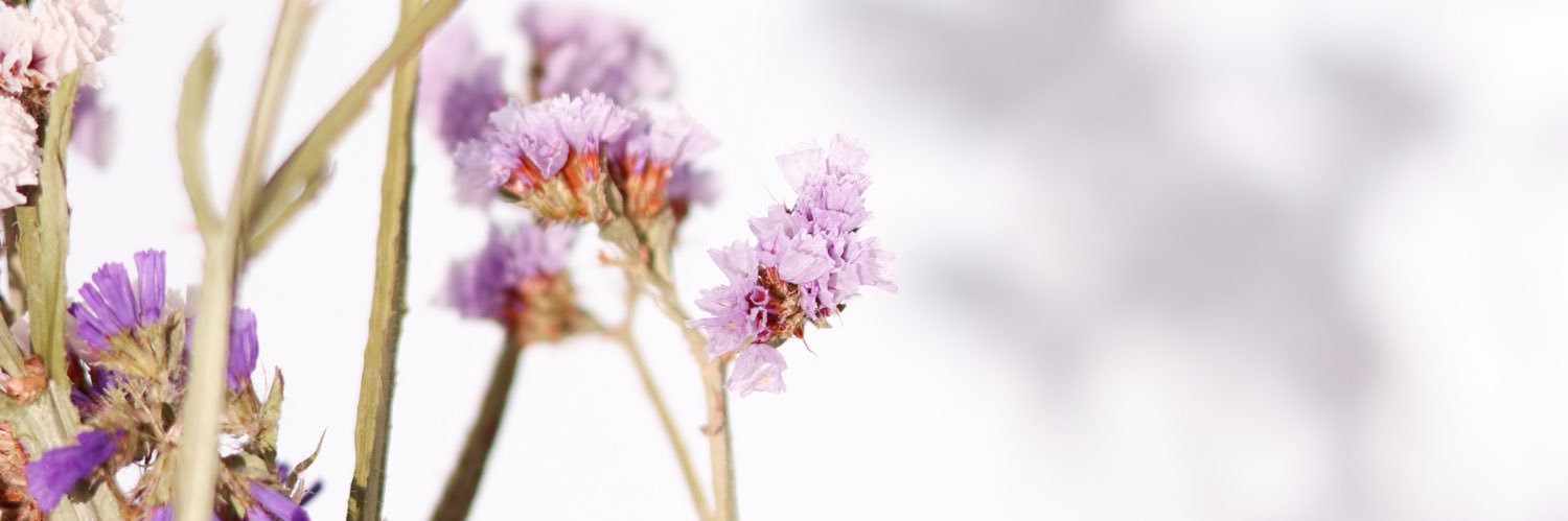 Sofía Dorta🇮🇨 banner