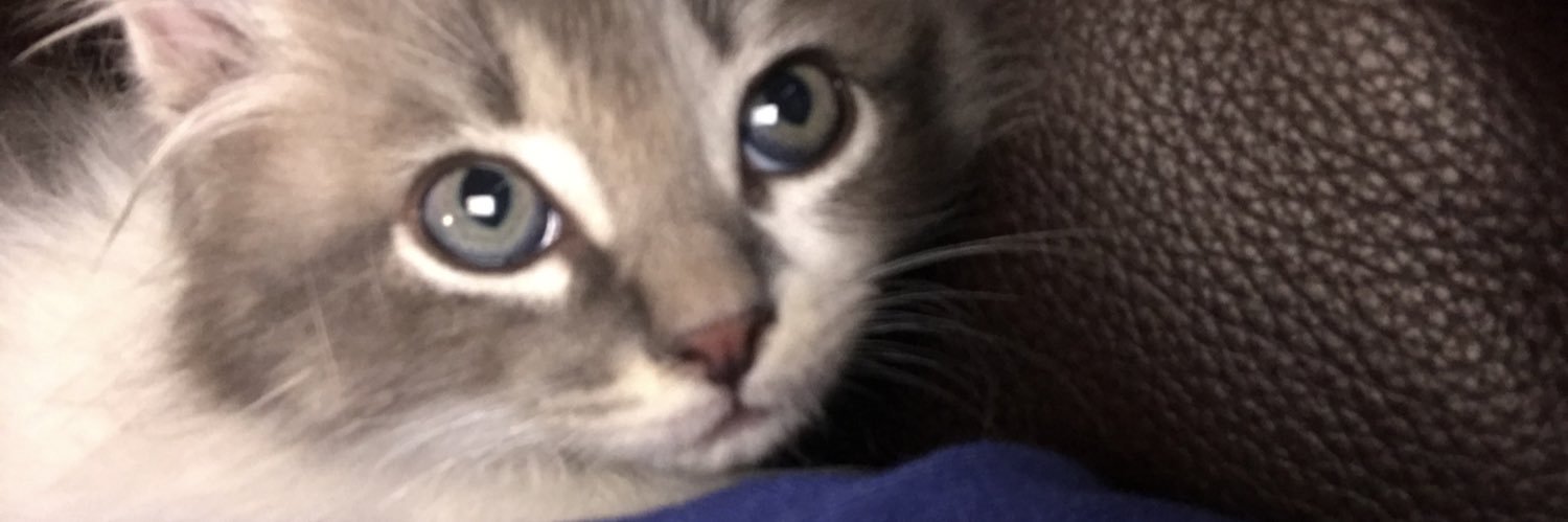 cdtkellyIRL's profile banner image