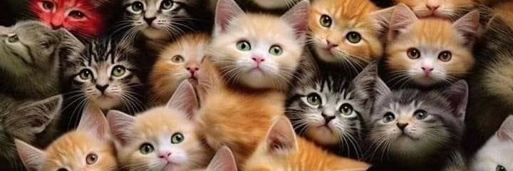 Sovia_La's profile banner image