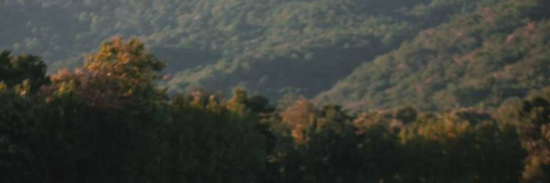 saxkoko's profile banner image
