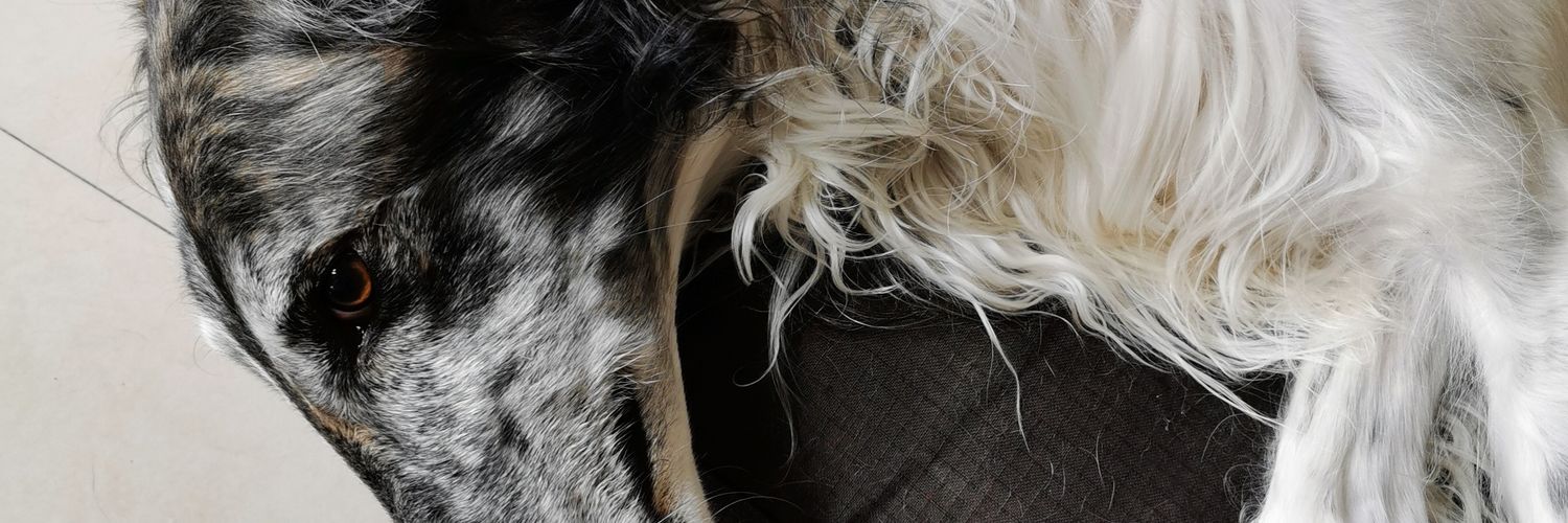 sercolxs's profile banner image