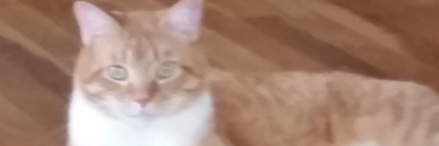brie_daigle's profile banner image