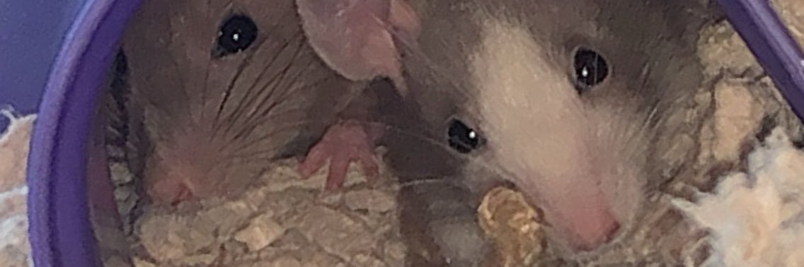 WHO? banner