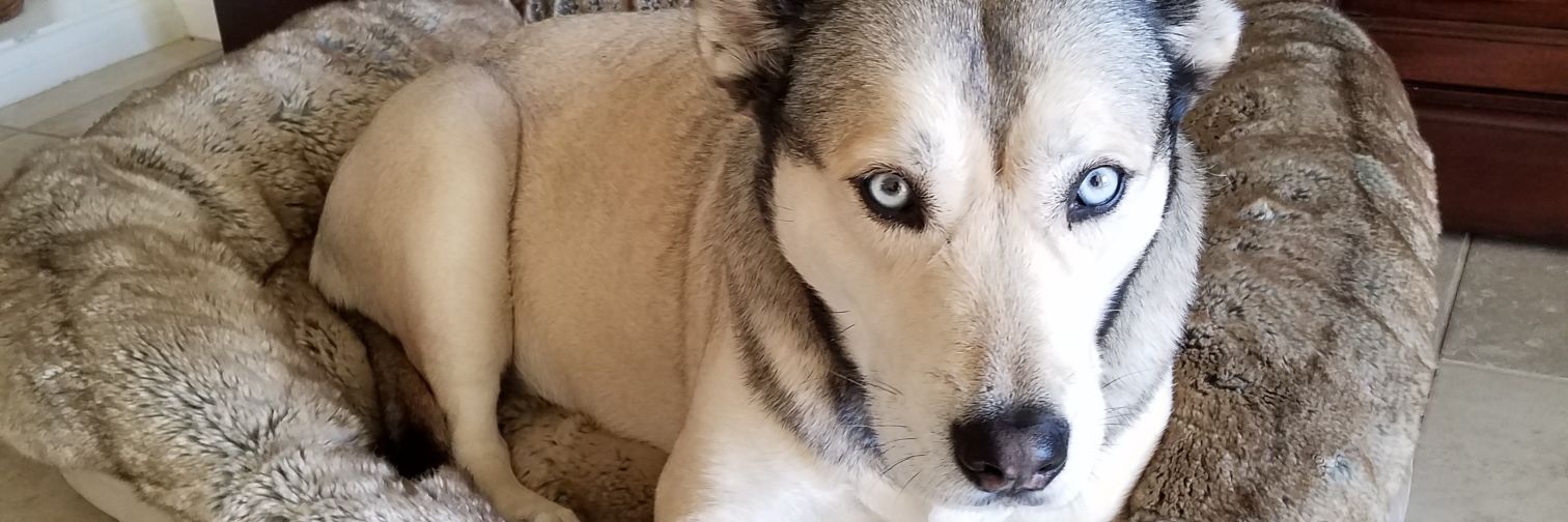 James C Cook 🟣 Unblocked 🟣 $LOL banner