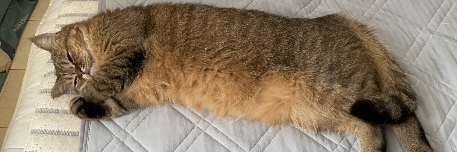 ミヌエットのモペットちゃん banner