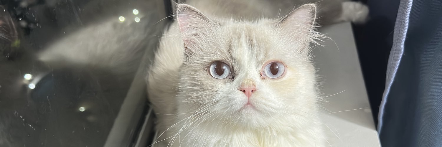 𝓮𝔂𝓷𝓪 ✨ banner