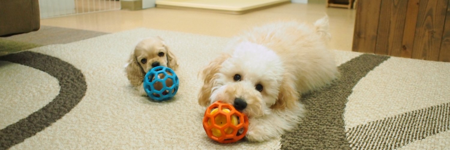 dogcatch's profile banner image