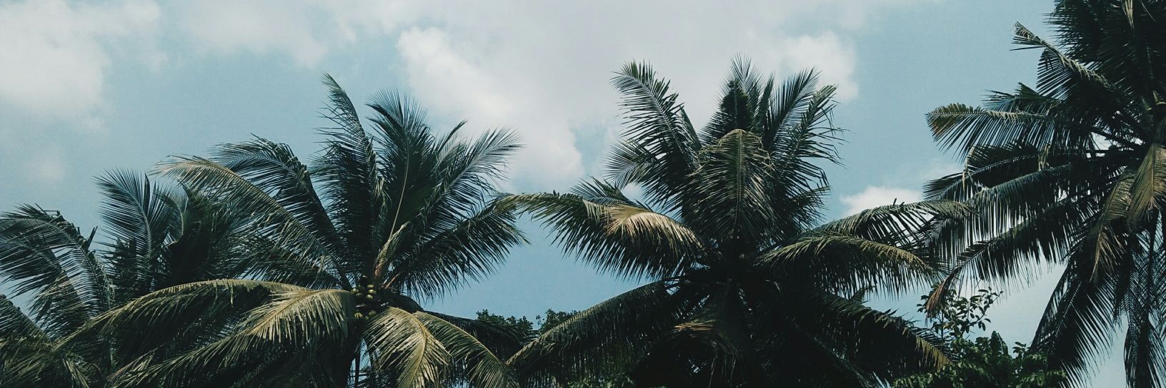 v i n k a banner
