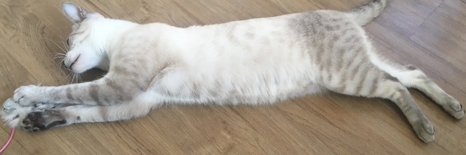 softcatmonster's profile banner image