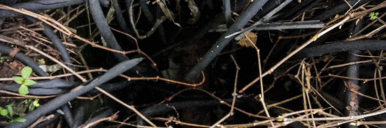 Alexey Lysenko banner