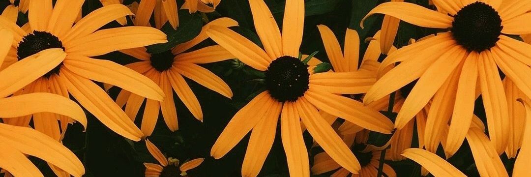 LiviaSteffany_'s profile banner image