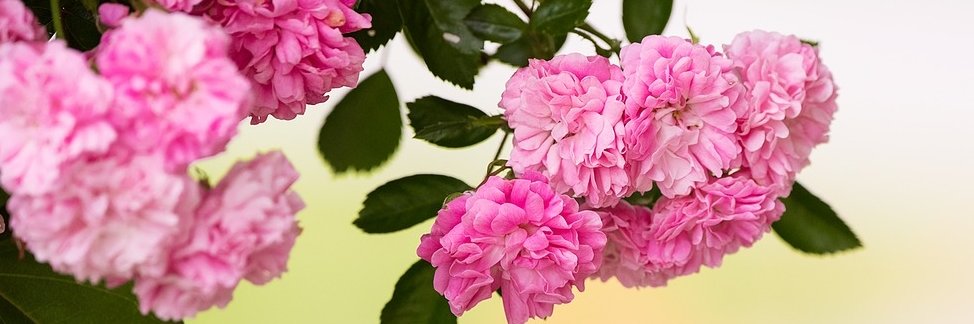 Greet🎗🌝😷 banner