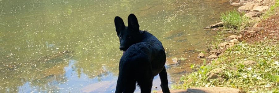 lexiholt13's profile banner image