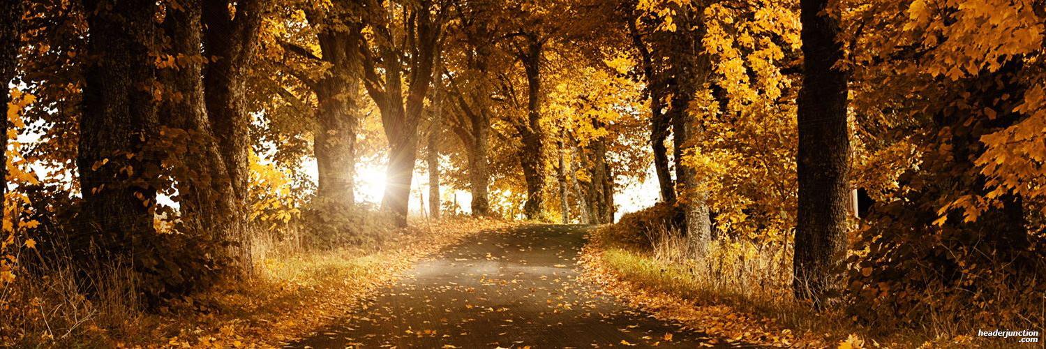 Niels | DTDID banner