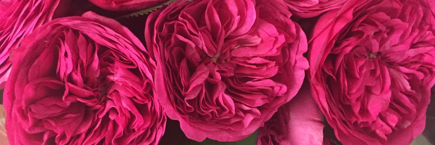 Chloe_Taverner's profile banner image