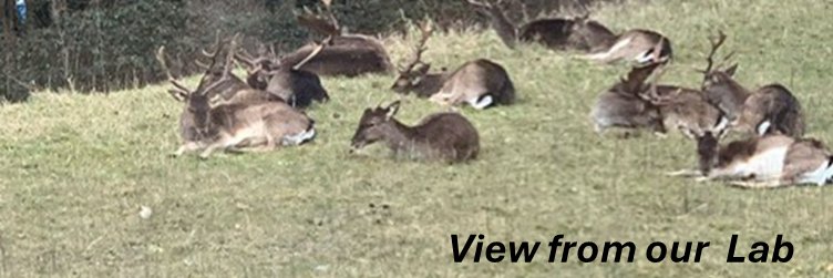 Chokshi Lab London banner