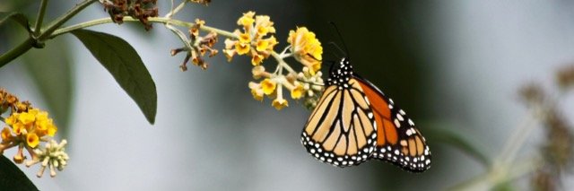 Pat Spadafora banner